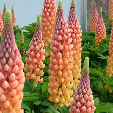 LUPINUS HYBRIDS «Salmon Star»